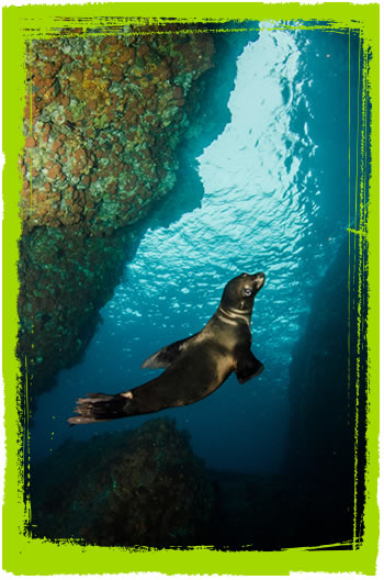 California sea lion, La Paz (Mexico)